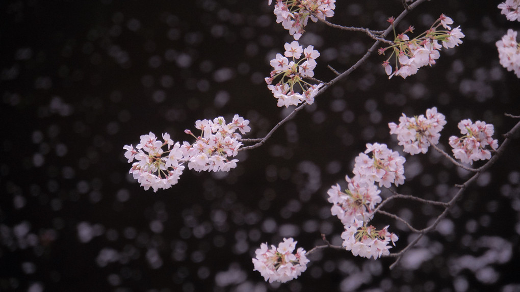 江戸川公園×散歩×桜