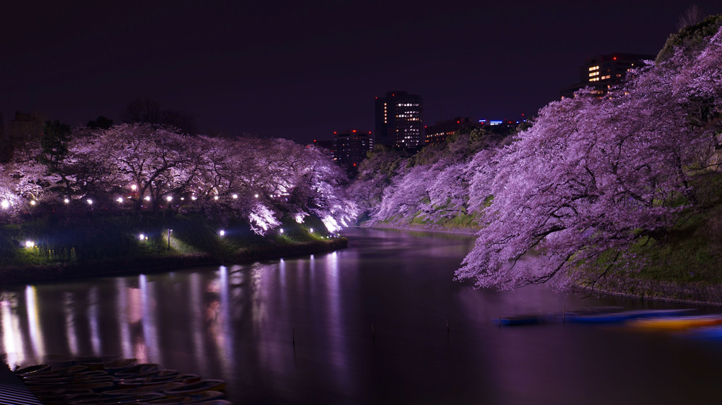 千鳥ヶ淵×散歩×夜桜