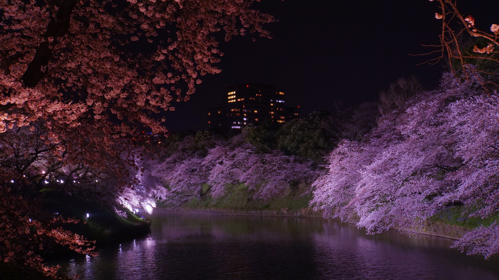 千鳥ヶ淵×散歩×夜桜