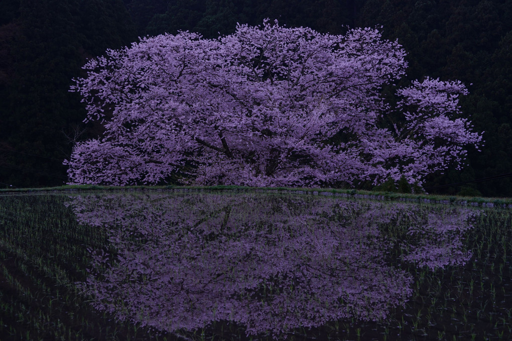 諸木野の桜
