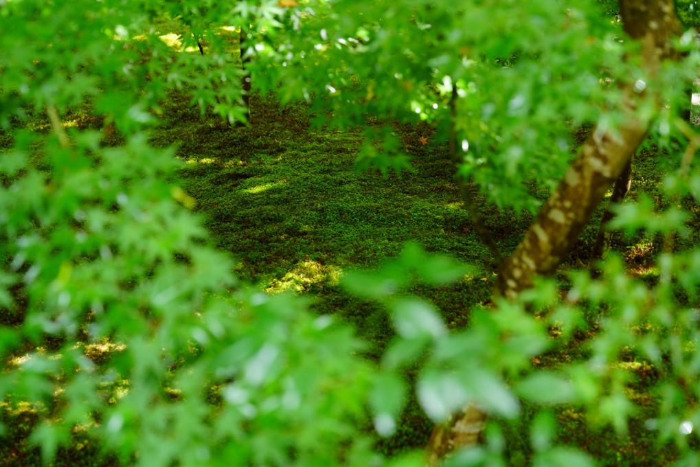 苔めぐり。(京都)