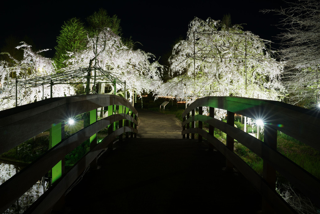夜の植物公園