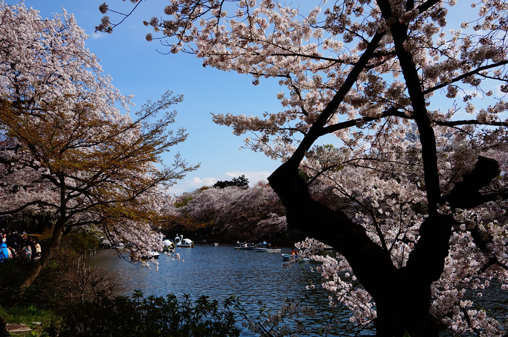 井の頭公園の桜 