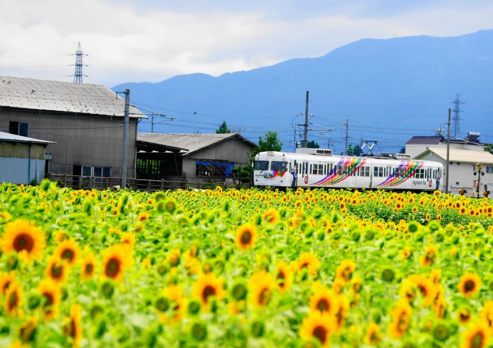 ひまわりと島々線