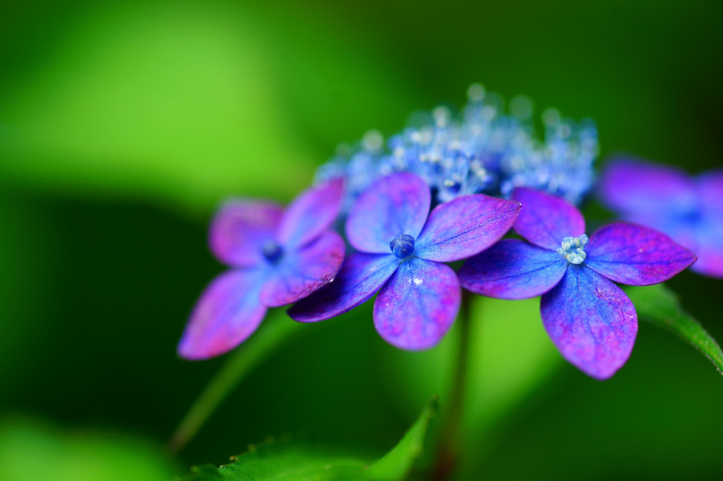 山寺に咲く紫陽花