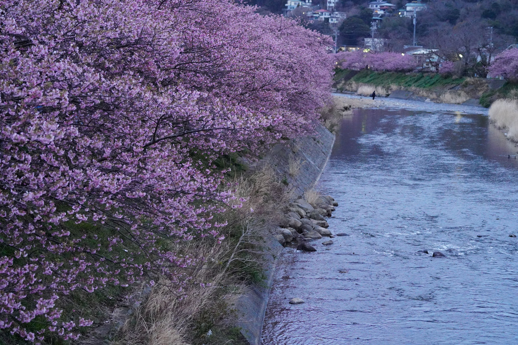 Sakura@Kawazu