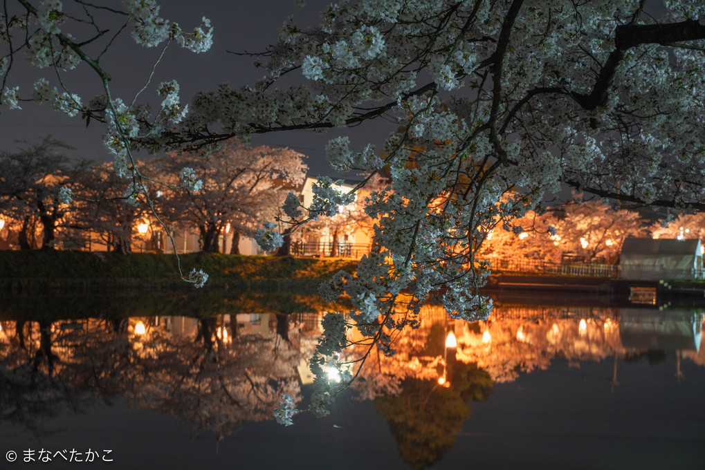 弘前の桜　ライトアップの闇