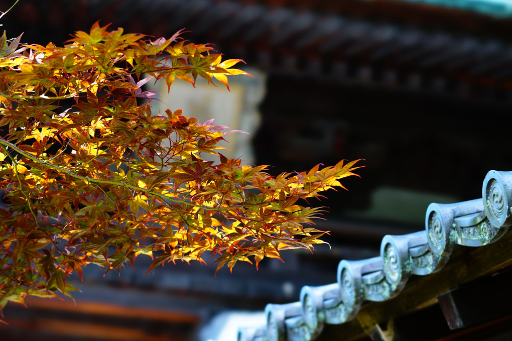 東福寺 少しの紅葉
