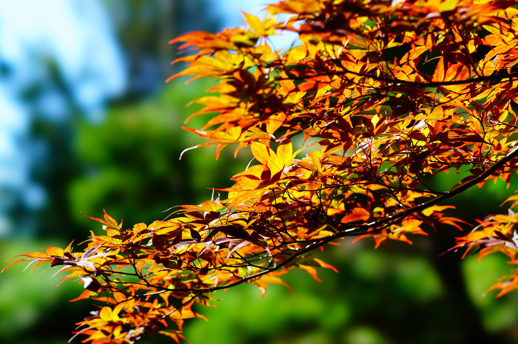 東福寺 少しの紅葉