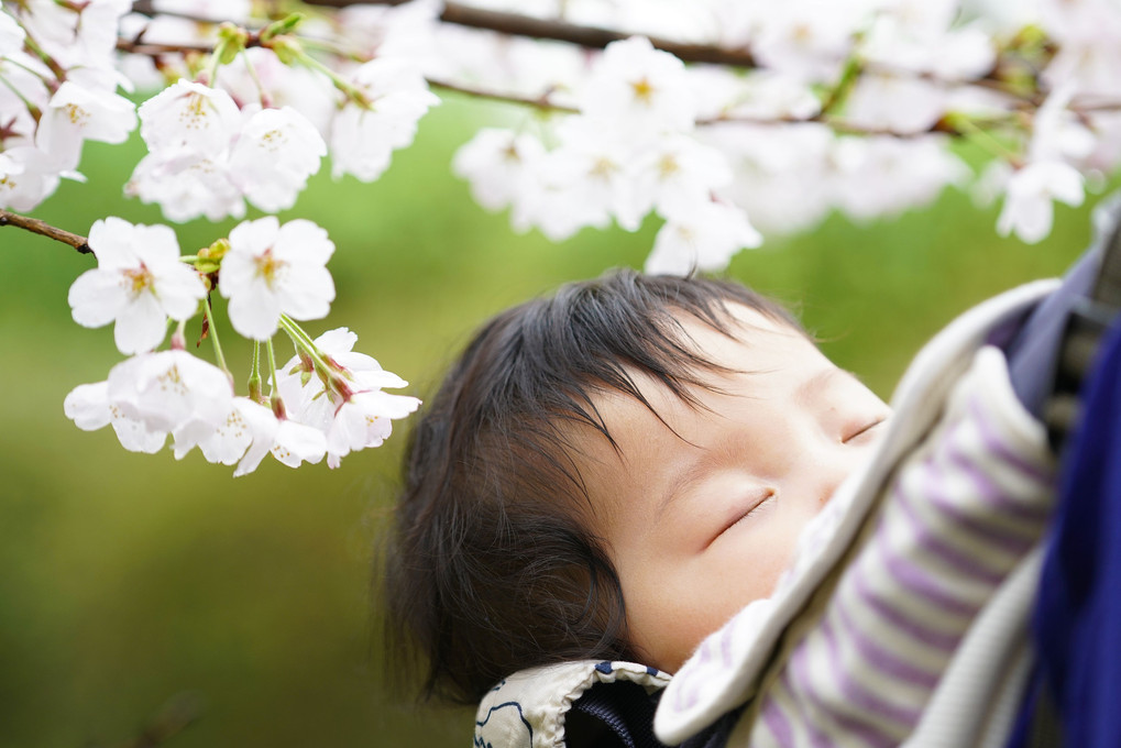 眠り桜