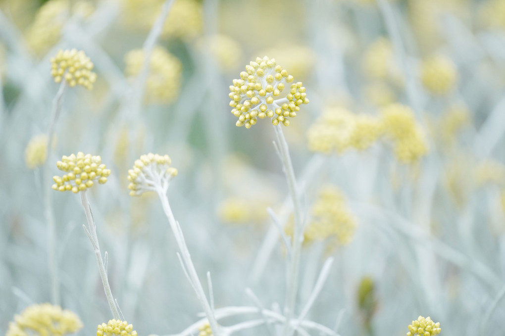 控え目に咲く春の花たち