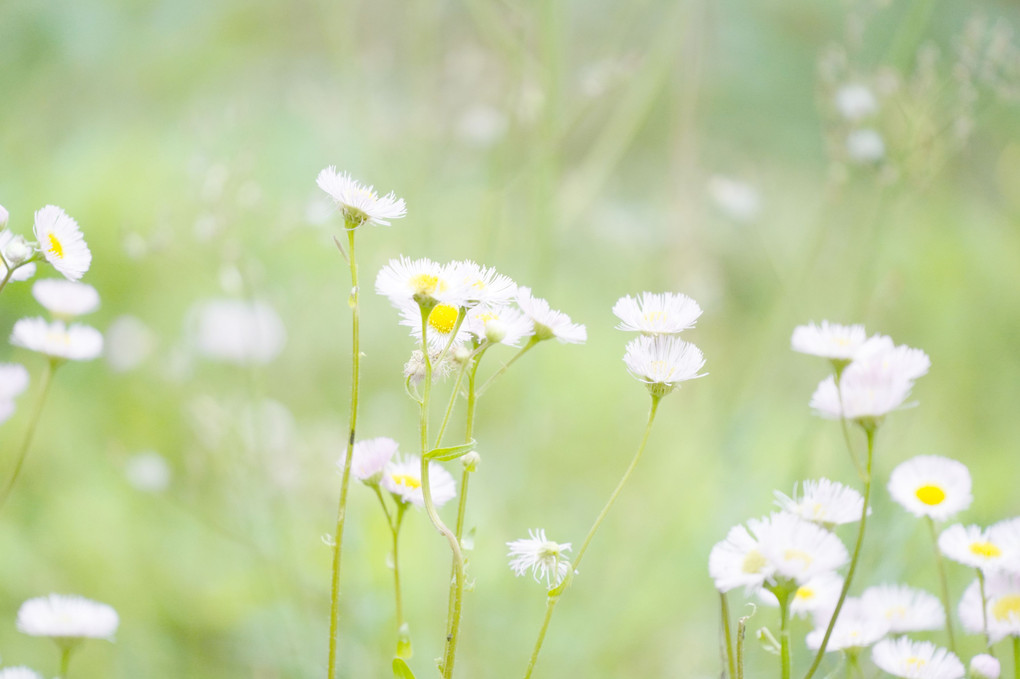 控え目に咲く春の花たち