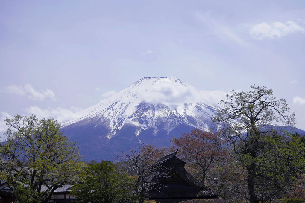 忍野八海から富士山を望む