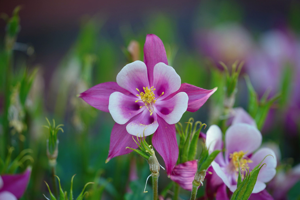 小さな初夏の花