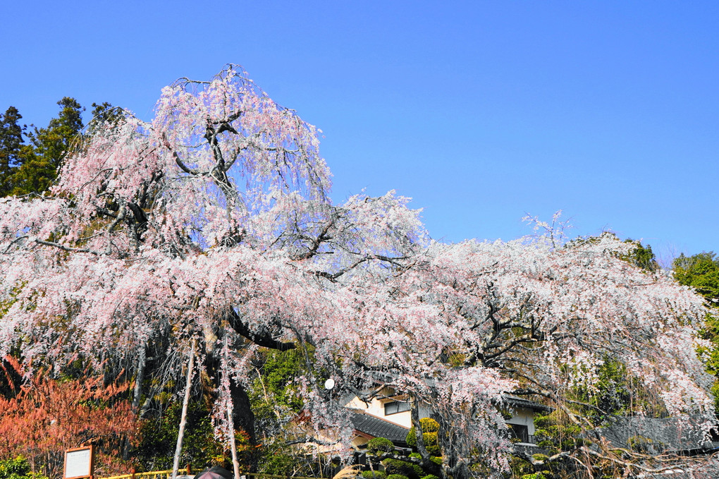 豪快‼‼枝垂れ桜