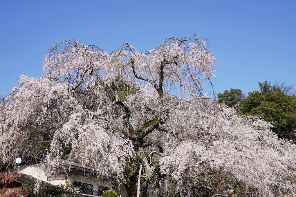 豪快‼‼枝垂れ桜