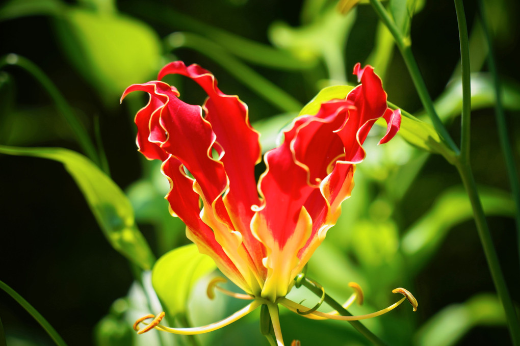 炎のような🎆・・真夏の赤い花🌹
