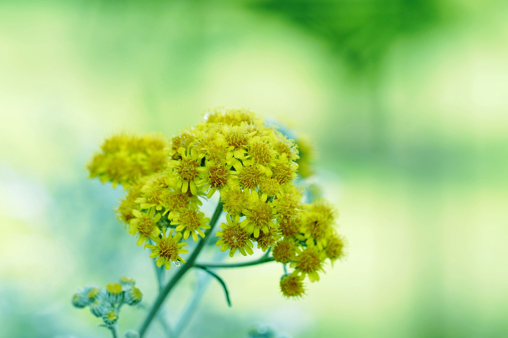 真夏の黄色い花🌼