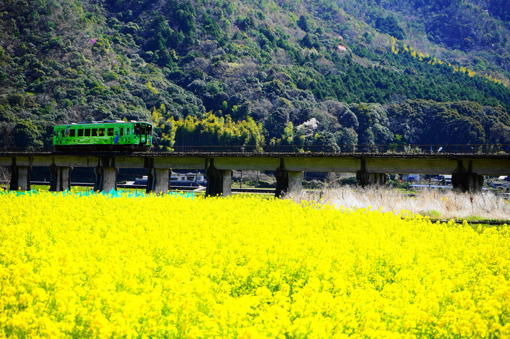 菜の花と桜・錦川清流線🚃