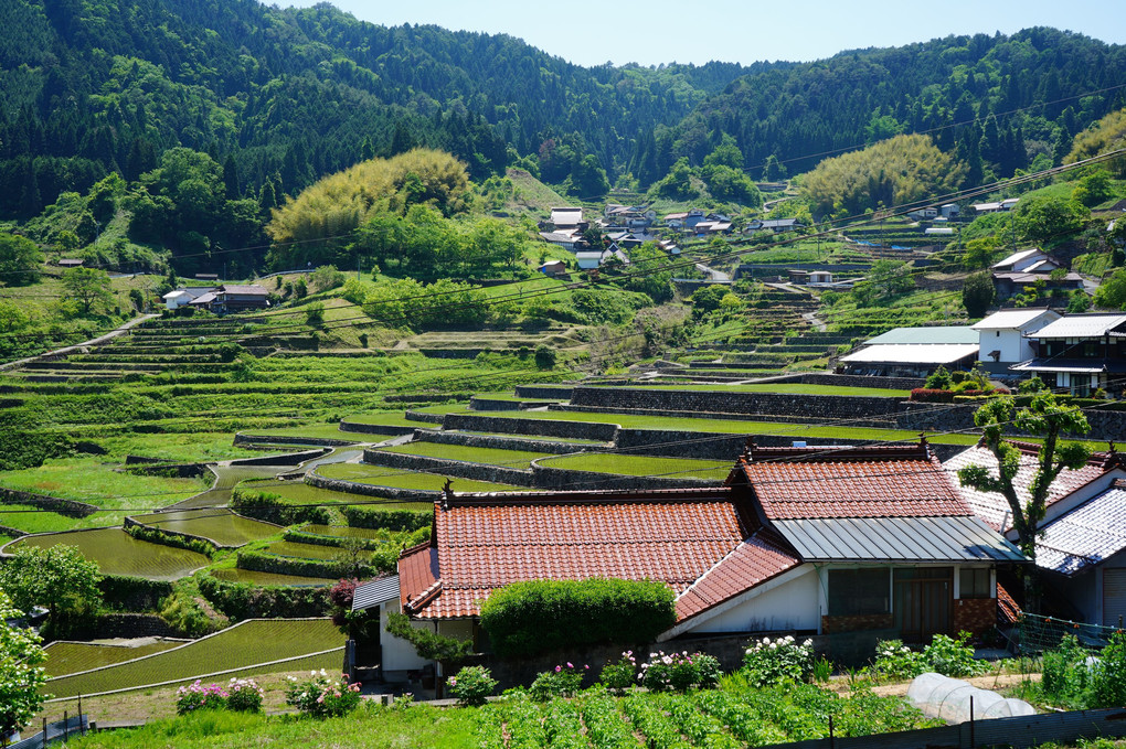 棚田