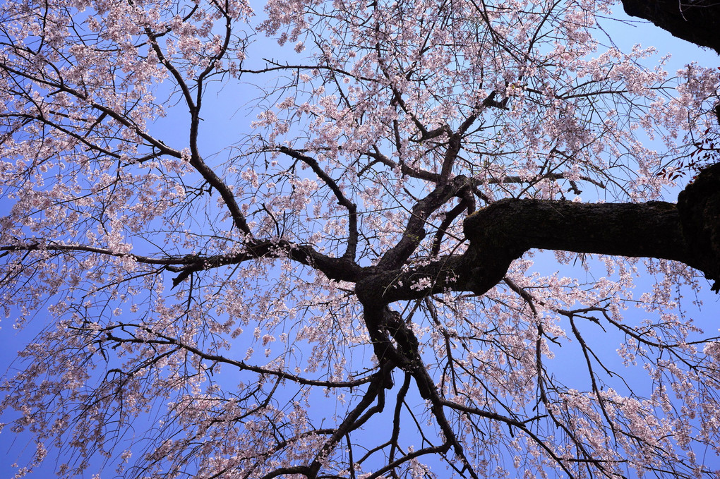 枝垂れ桜🌸