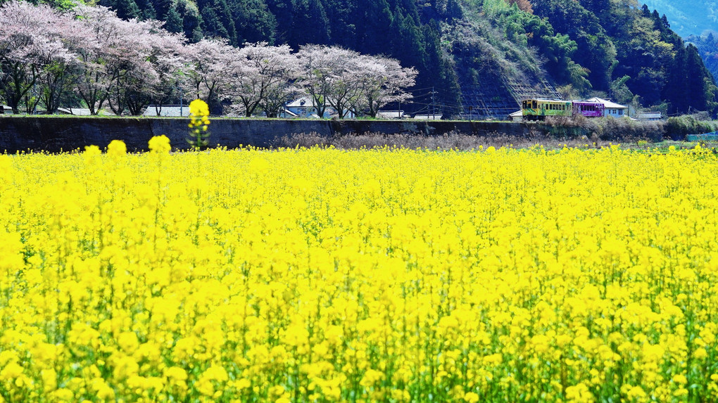 満開の菜の花と桜のお出迎え！錦川清流線の春Ⅱ