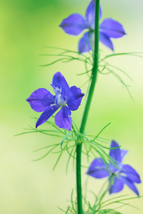 初夏の青い花