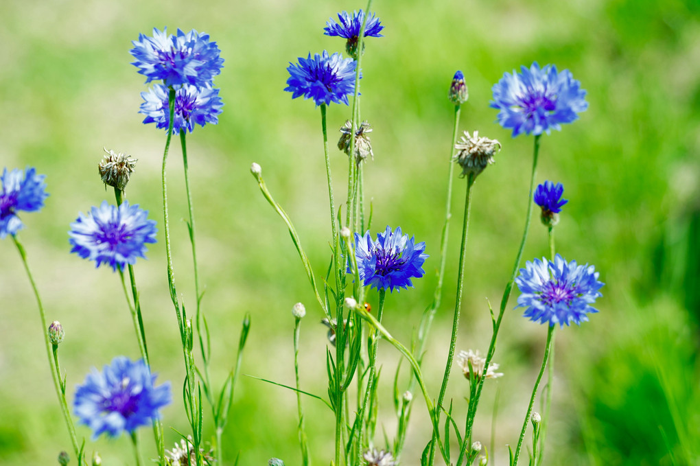 初夏の青い花