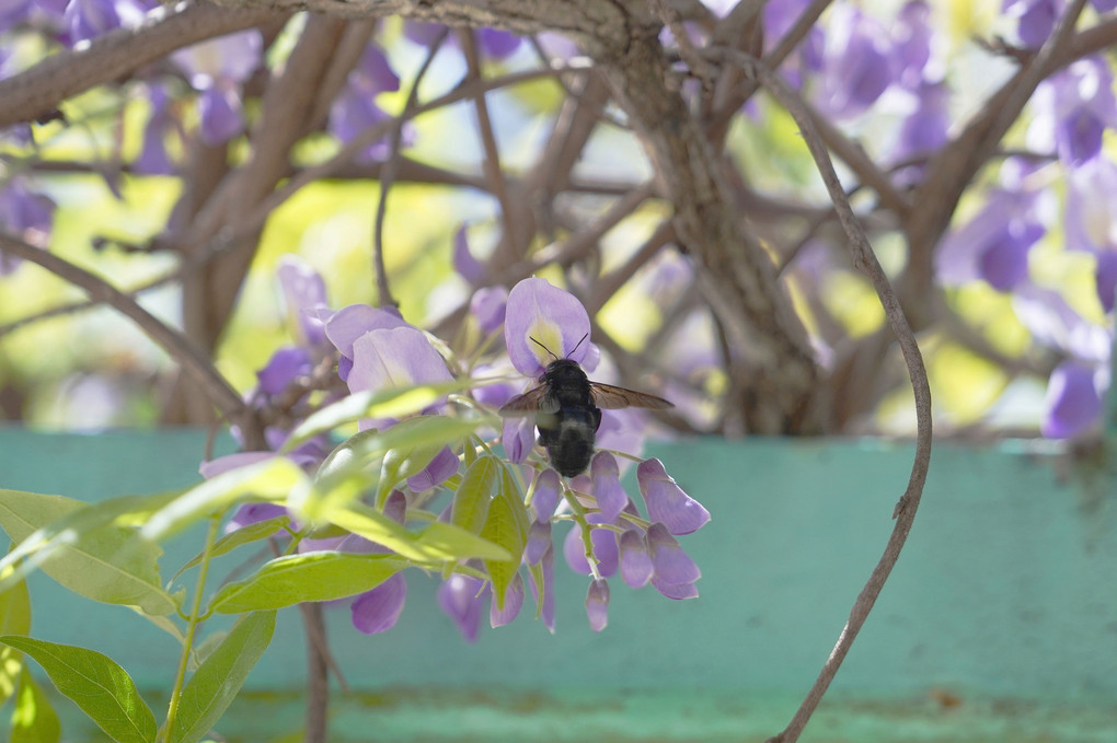 #藤の花とハチ