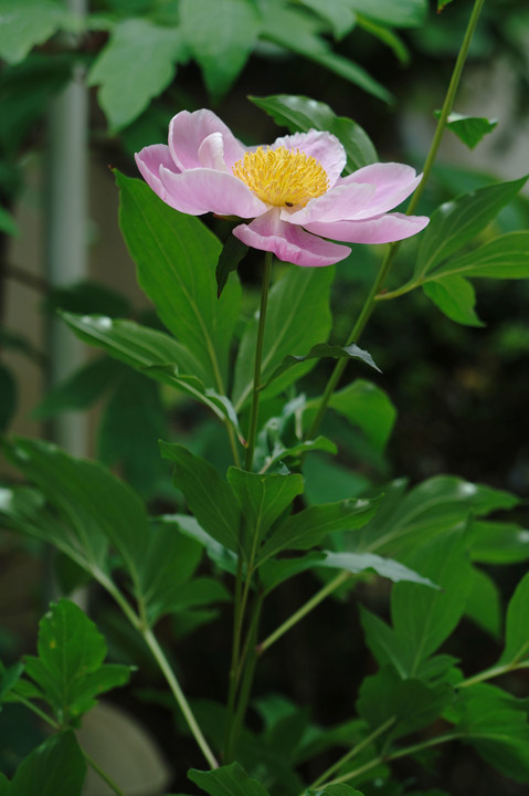 初夏の花🌹咲き始めました！