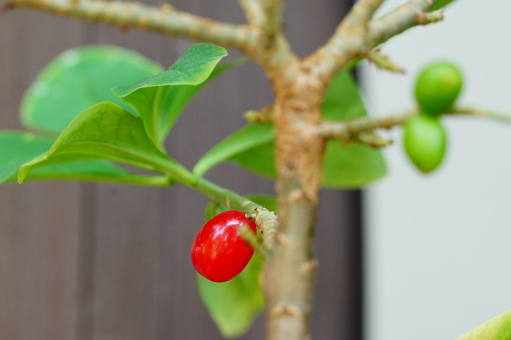 キバナ沈丁花の赤い実