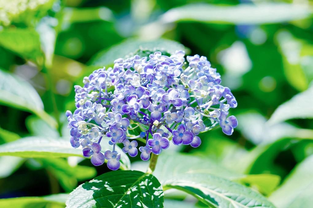 紫陽花（ⅱ）