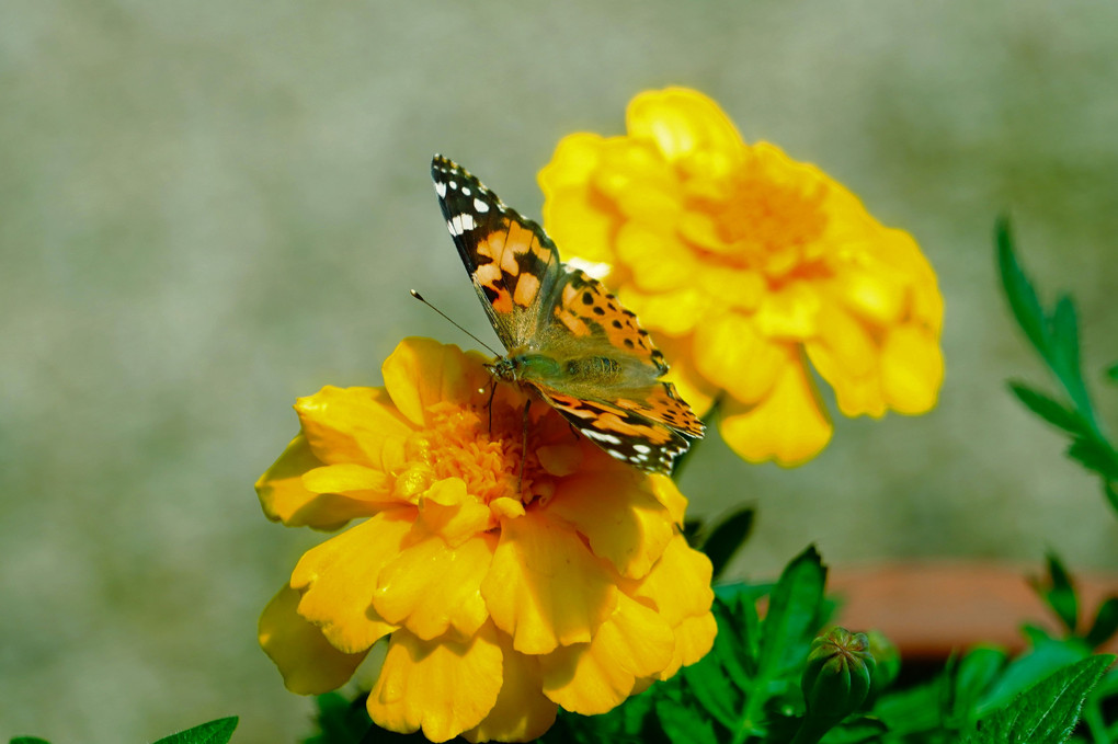 🦋初夏の蝶々
