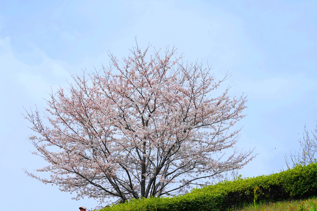 🌸花見：さくら・サクラ・桜🌸
