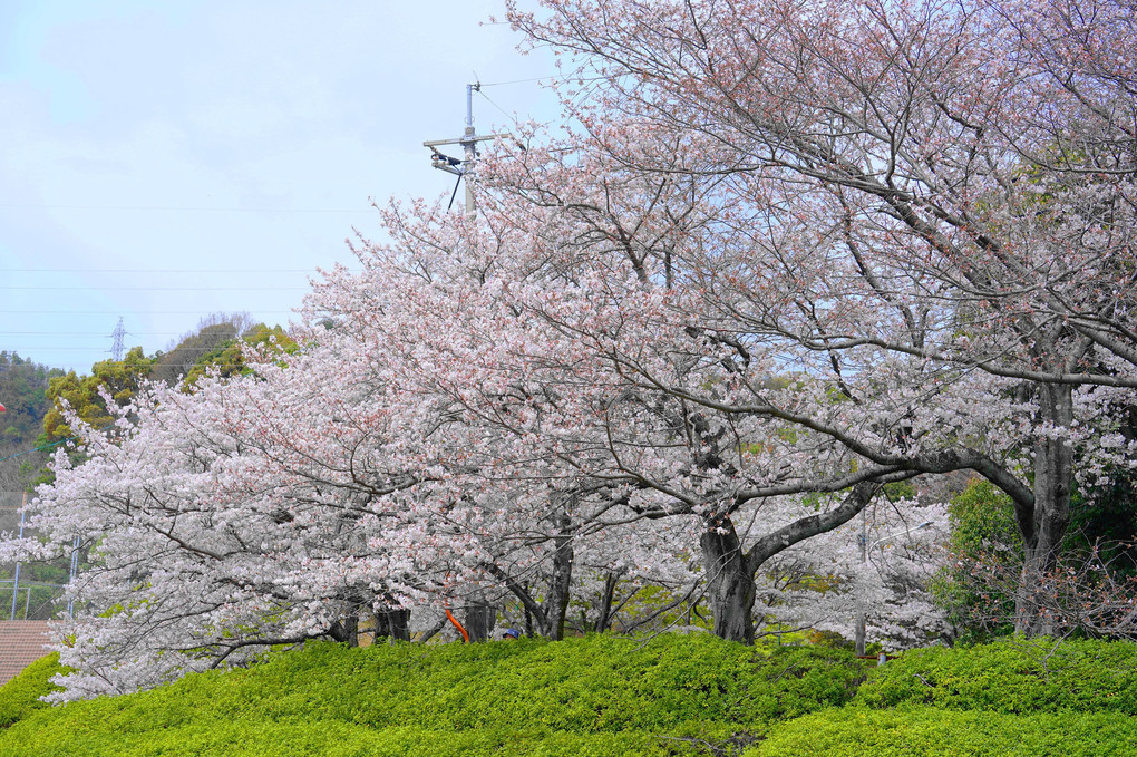 🌸花見：さくら・サクラ・桜🌸