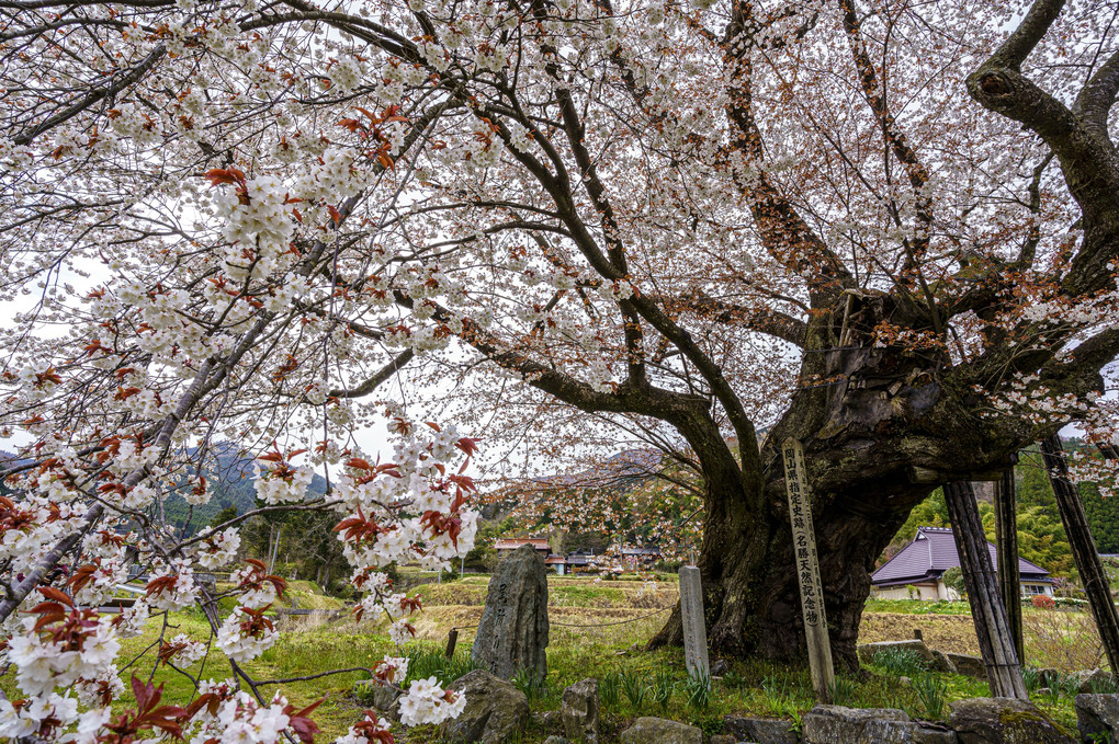 尾所の桜