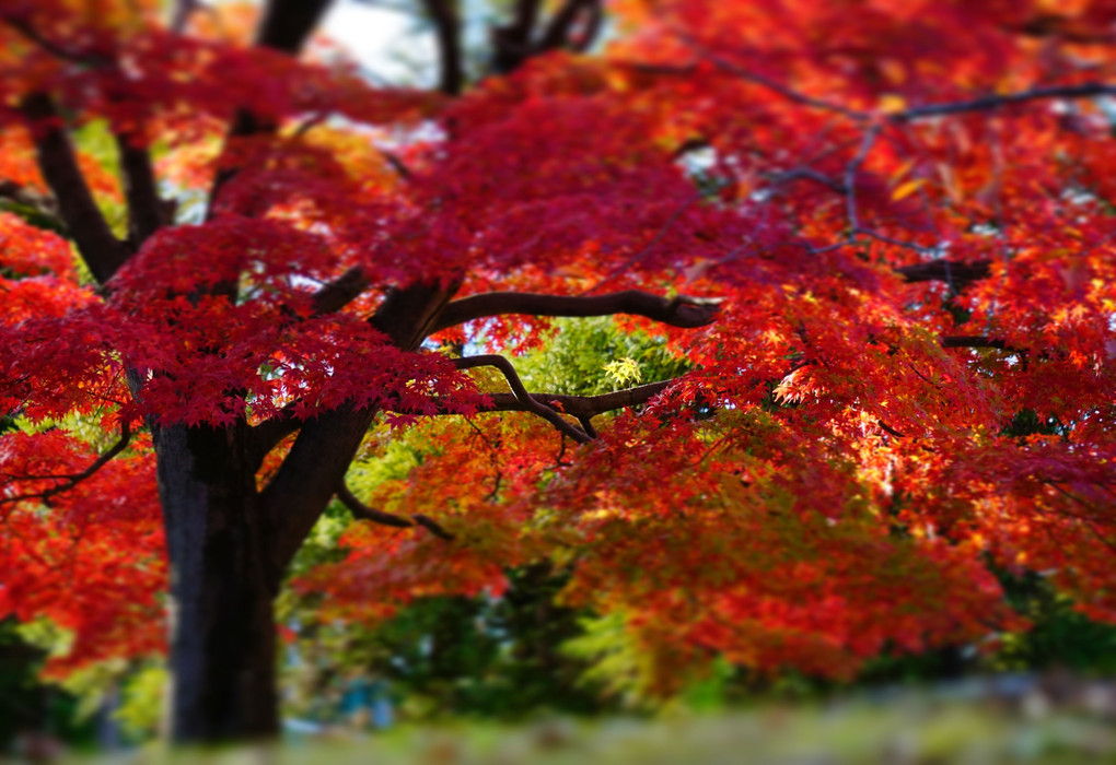 街に映える紅葉