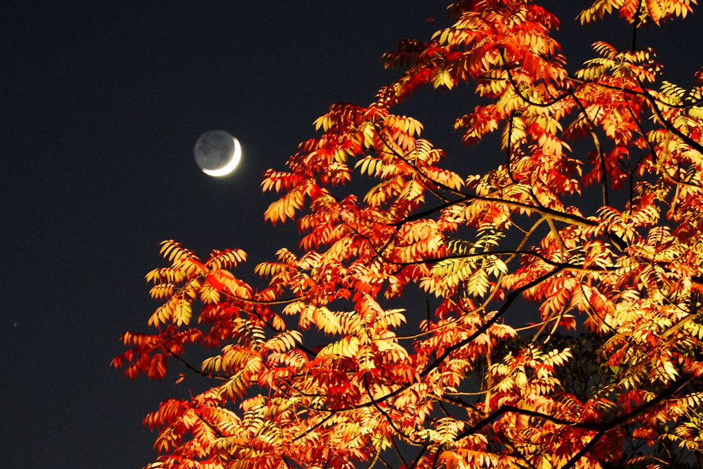 六義園の紅葉ライトアップ