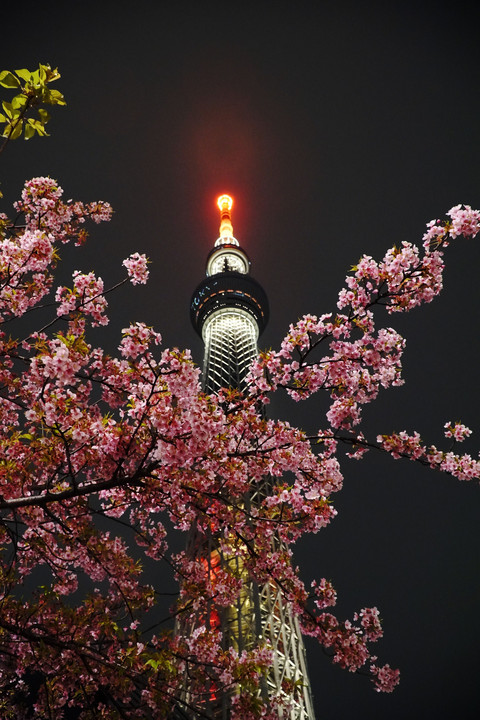 河津桜と東京スカイツリー