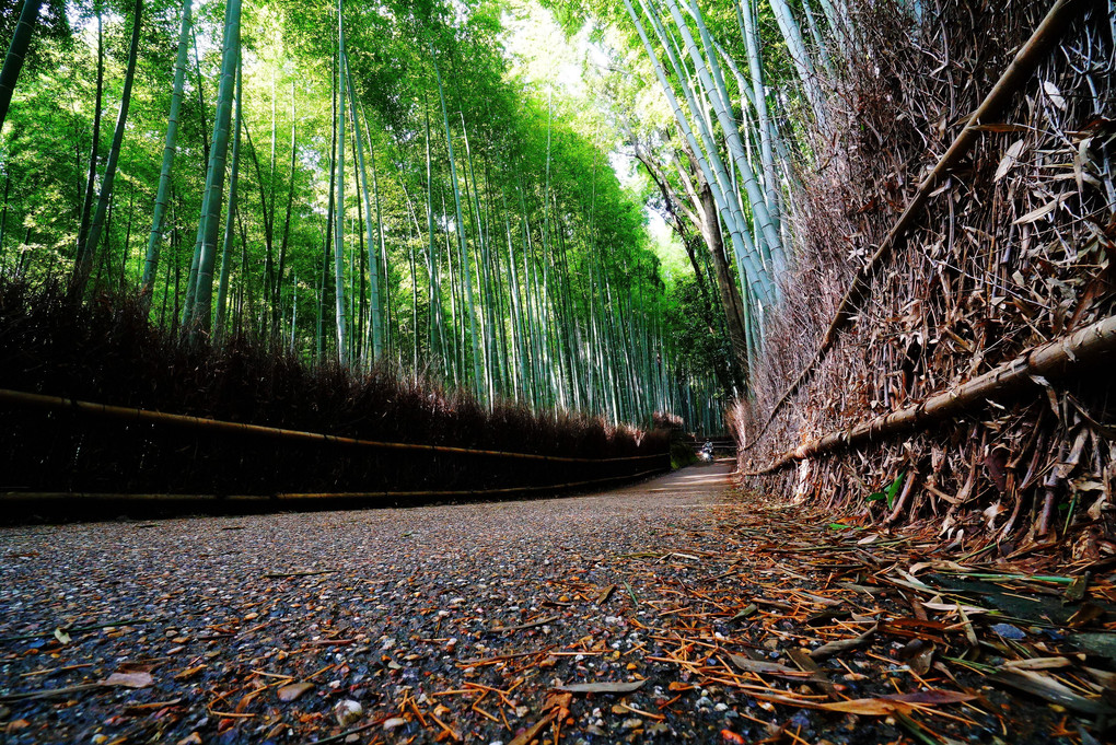嵯峨野「竹林の道」