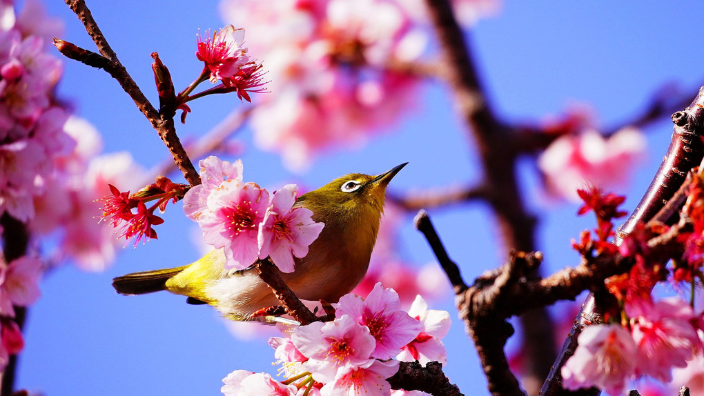 元朝桜とメジロ