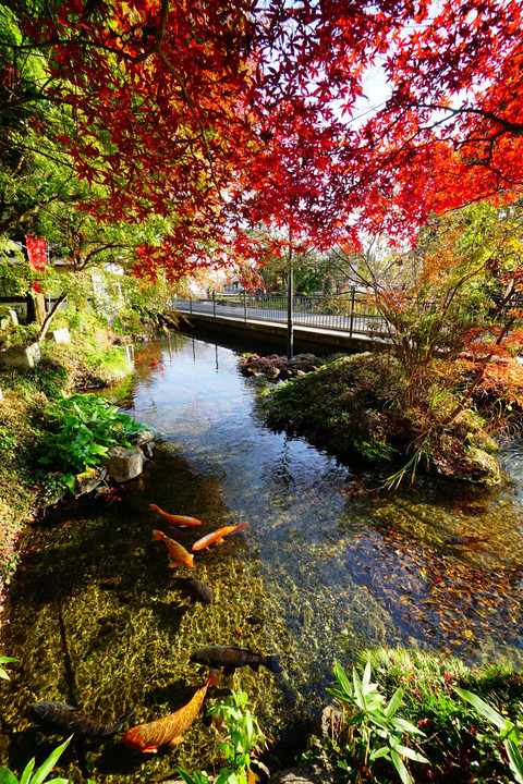 出流原弁天池の紅葉