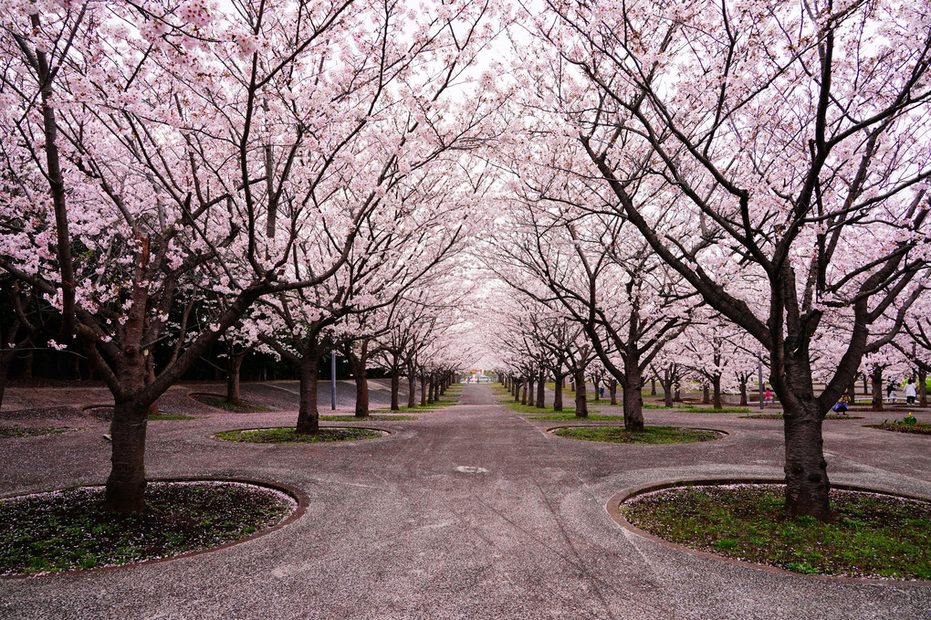 さくら🌸広場