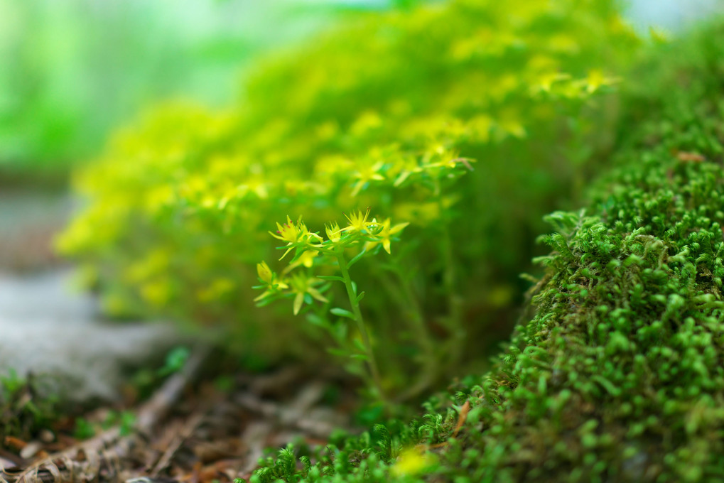 苔むす森に咲く