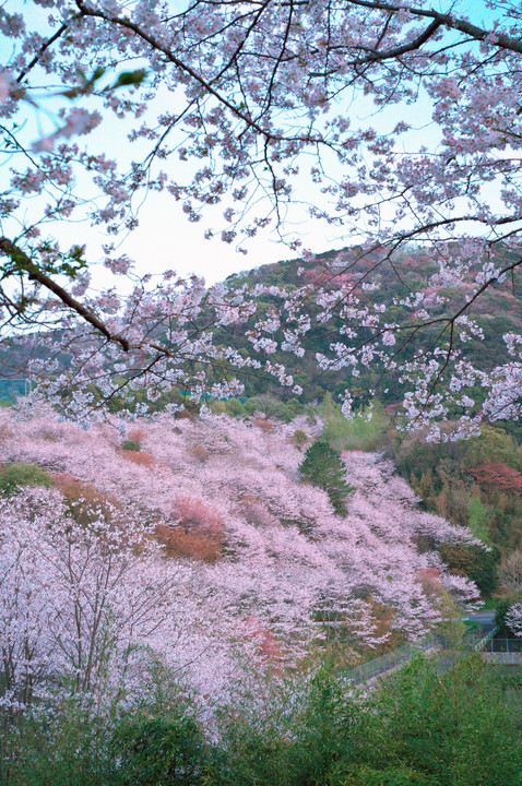 山肌を染めて