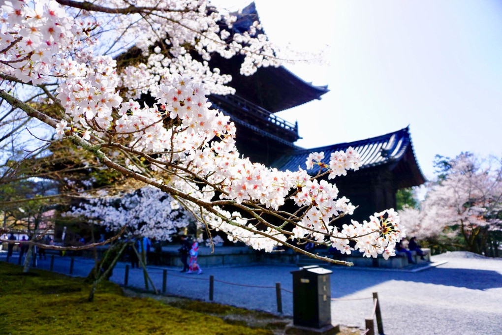 南禅寺の桜