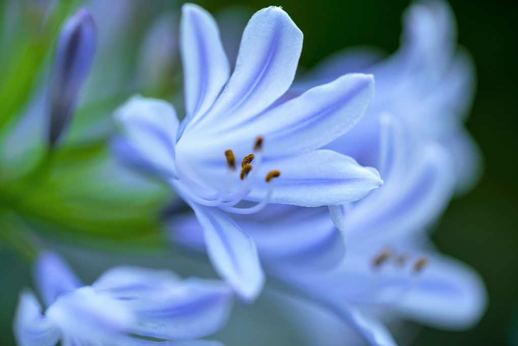 colorful flowers