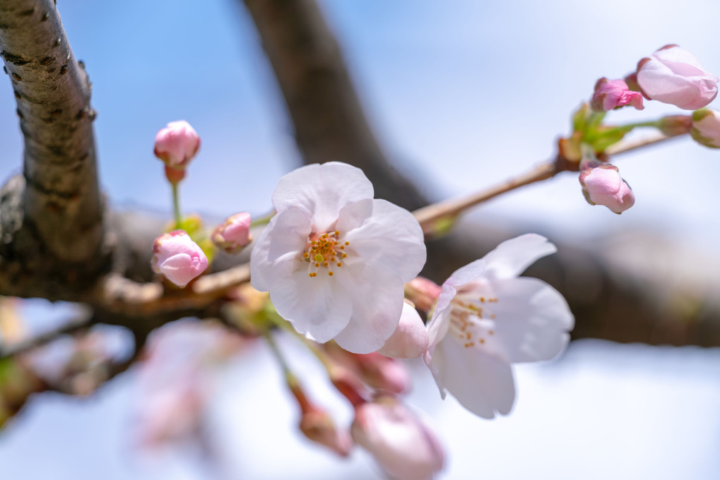 桜あれこれ