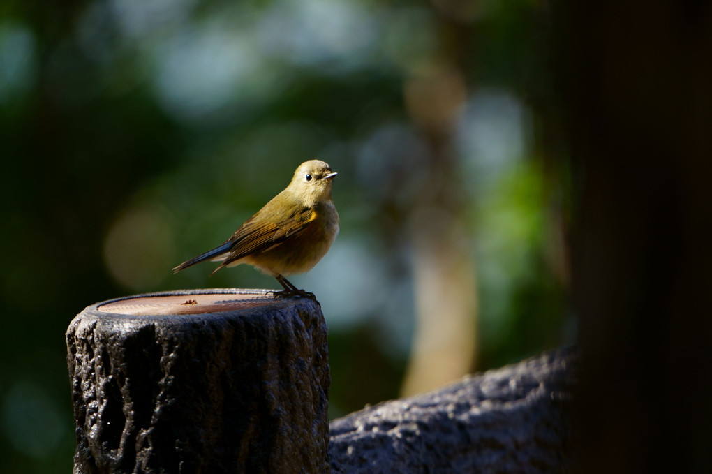 鳥撮りプラクティス -＠岡崎南公園part2-　