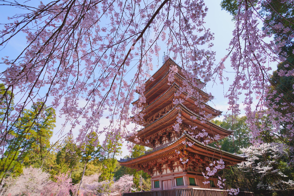 桜シャワー